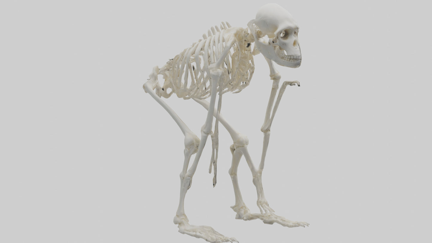3D model Monkey Skeleton model VR / AR / low-poly