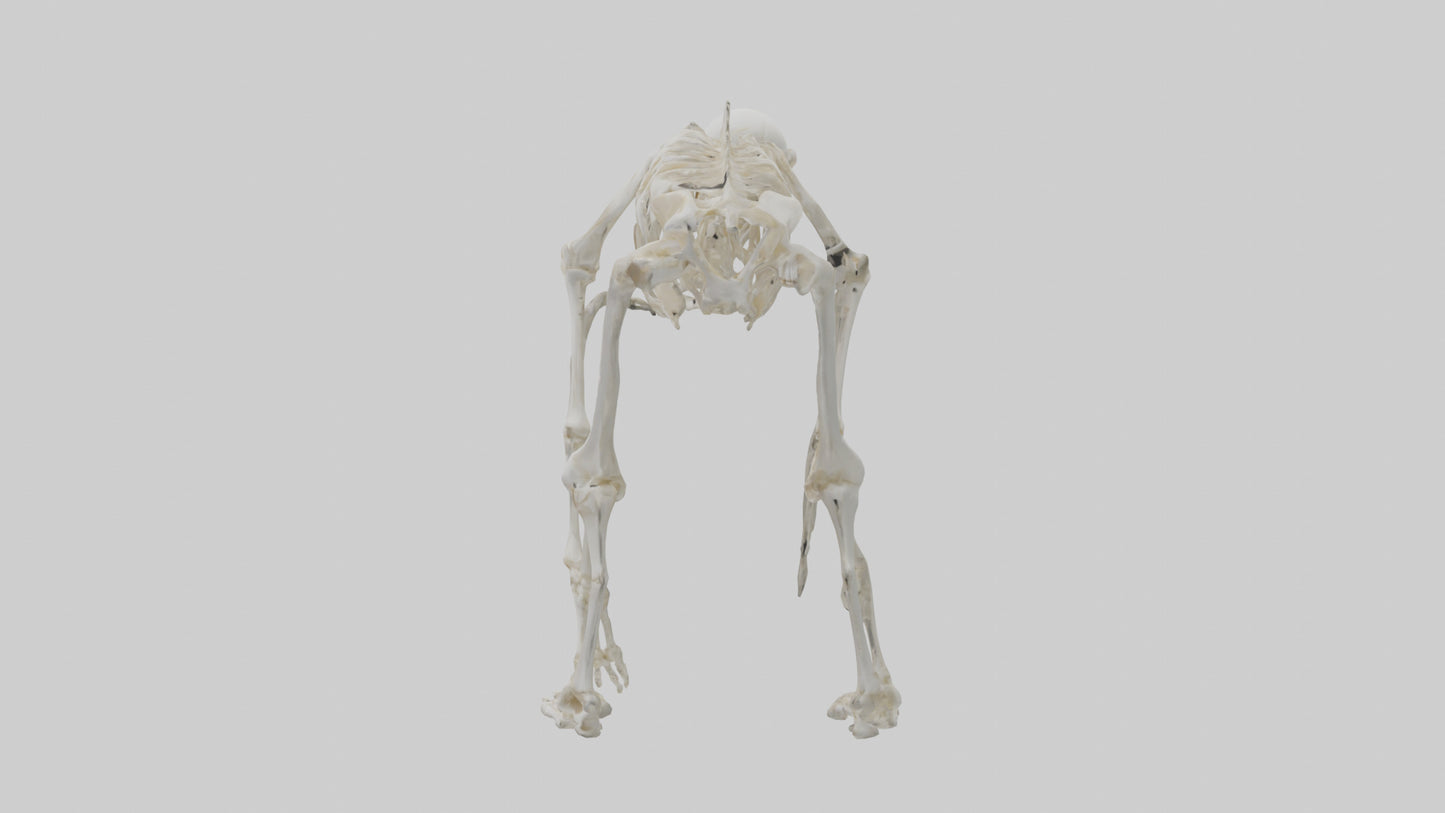3D model Monkey Skeleton model VR / AR / low-poly