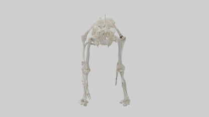3D model Monkey Skeleton model VR / AR / low-poly