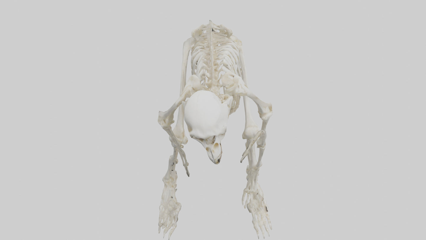 3D model Monkey Skeleton model VR / AR / low-poly