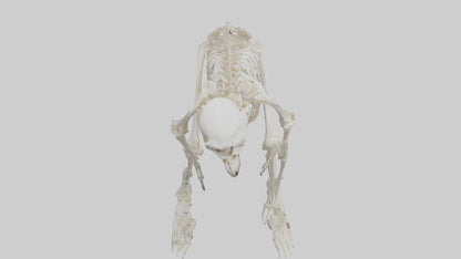 3D model Monkey Skeleton model VR / AR / low-poly