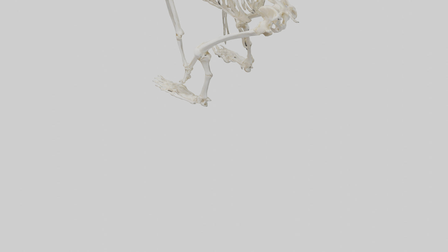 3D model Monkey Skeleton model VR / AR / low-poly