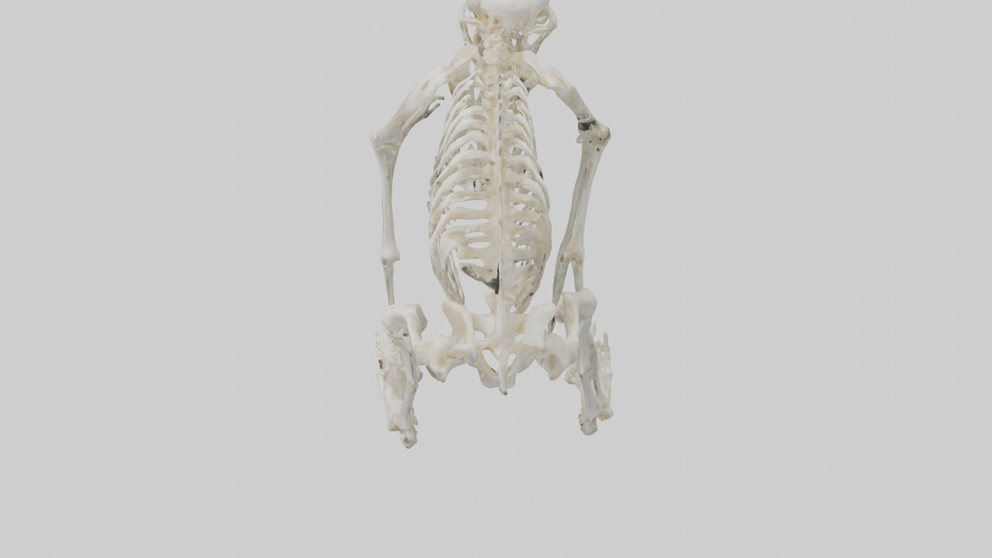 3D model Monkey Skeleton model VR / AR / low-poly
