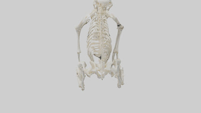3D model Monkey Skeleton model VR / AR / low-poly