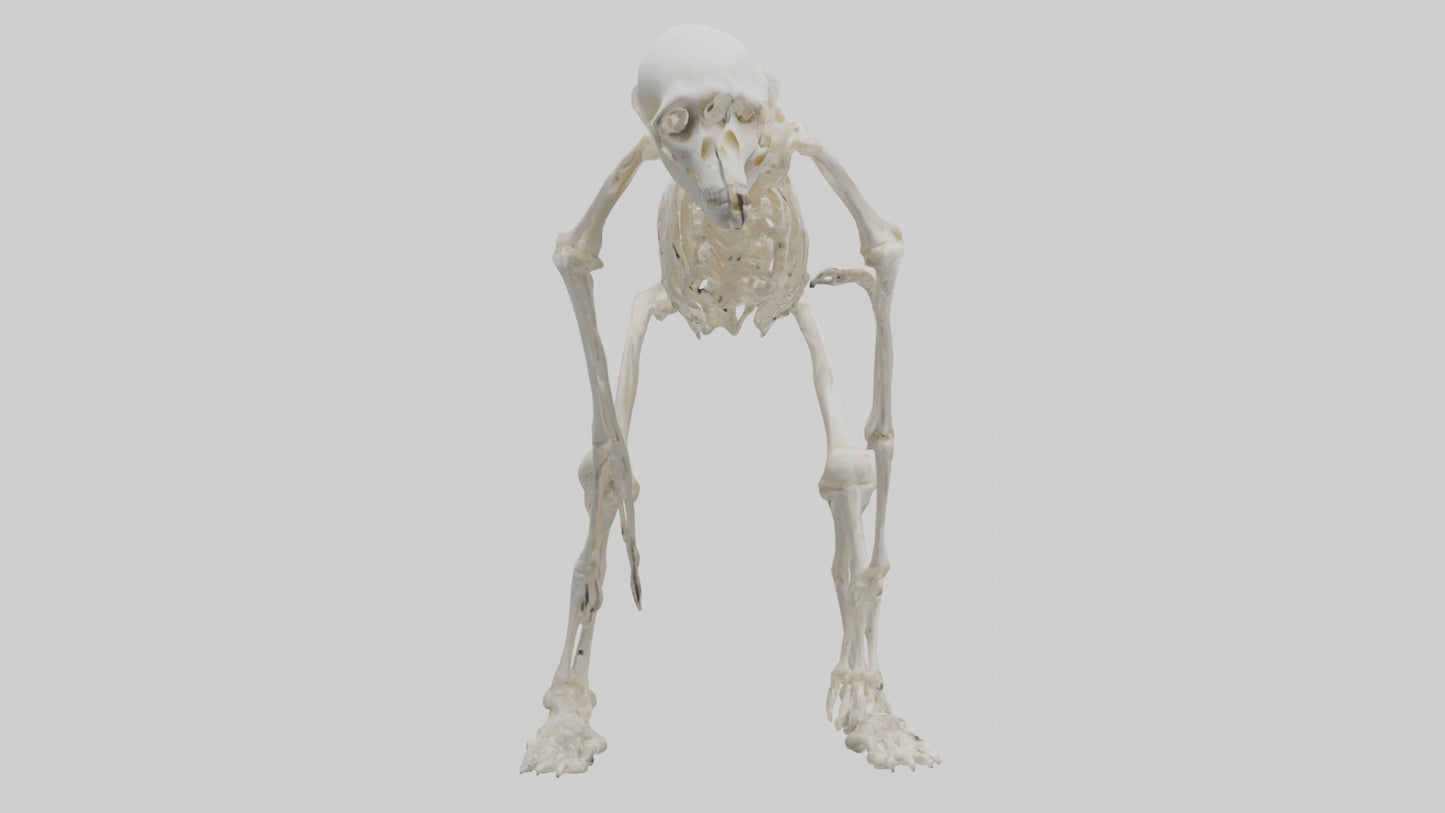3D model Monkey Skeleton model VR / AR / low-poly