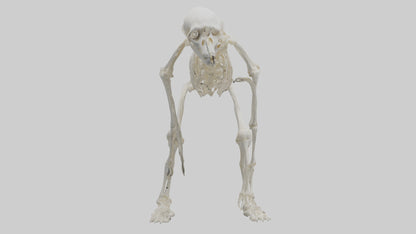 3D model Monkey Skeleton model VR / AR / low-poly