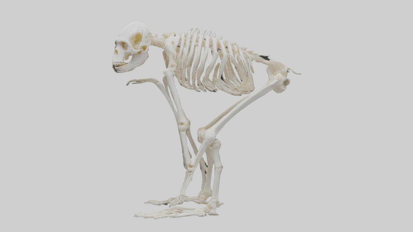 3D model Monkey Skeleton model VR / AR / low-poly