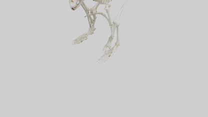3D model Monkey Skeleton model VR / AR / low-poly