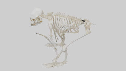 3D model Monkey Skeleton model VR / AR / low-poly