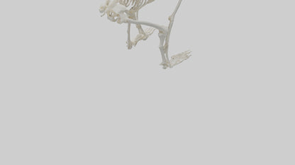 3D model Monkey Skeleton model VR / AR / low-poly