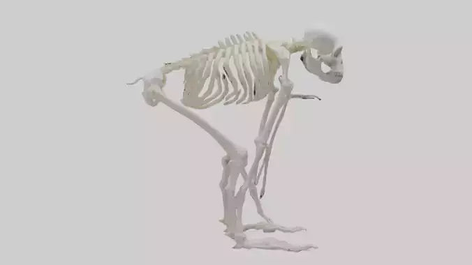 3D model Monkey Skeleton model VR / AR / low-poly