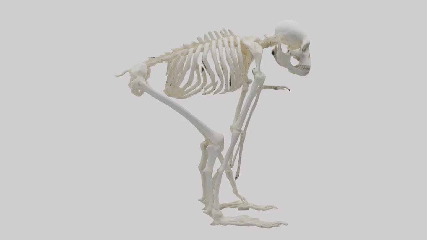 3D model Monkey Skeleton model VR / AR / low-poly