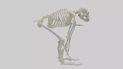 3D model Monkey Skeleton model VR / AR / low-poly