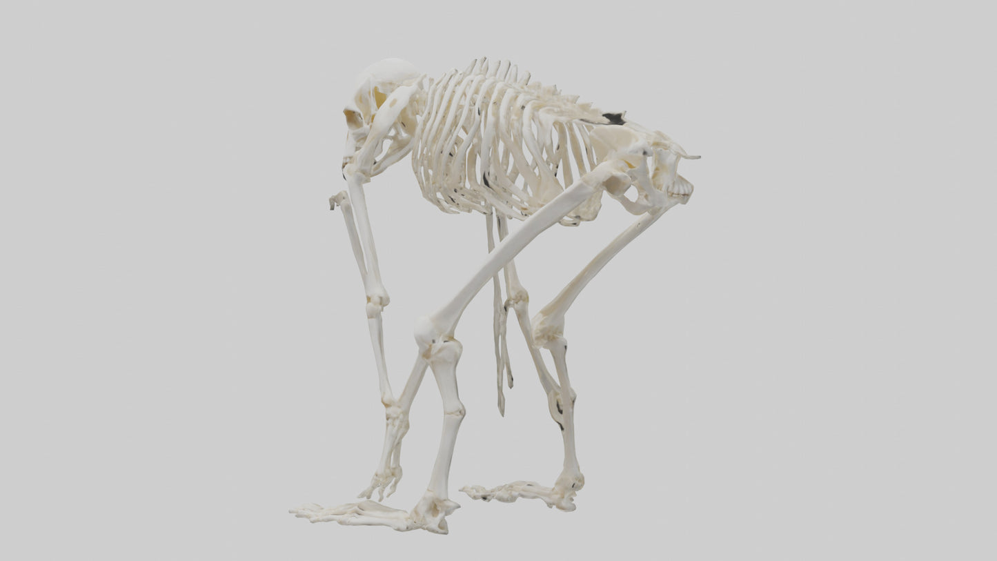 3D model Monkey Skeleton model VR / AR / low-poly