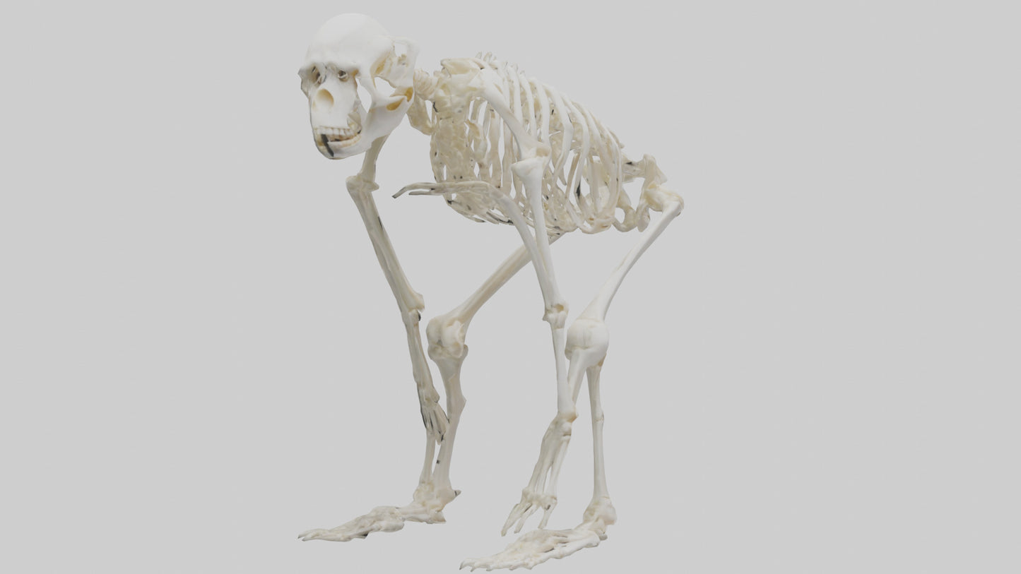 3D model Monkey Skeleton model VR / AR / low-poly