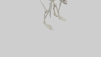 3D model Monkey Skeleton model VR / AR / low-poly