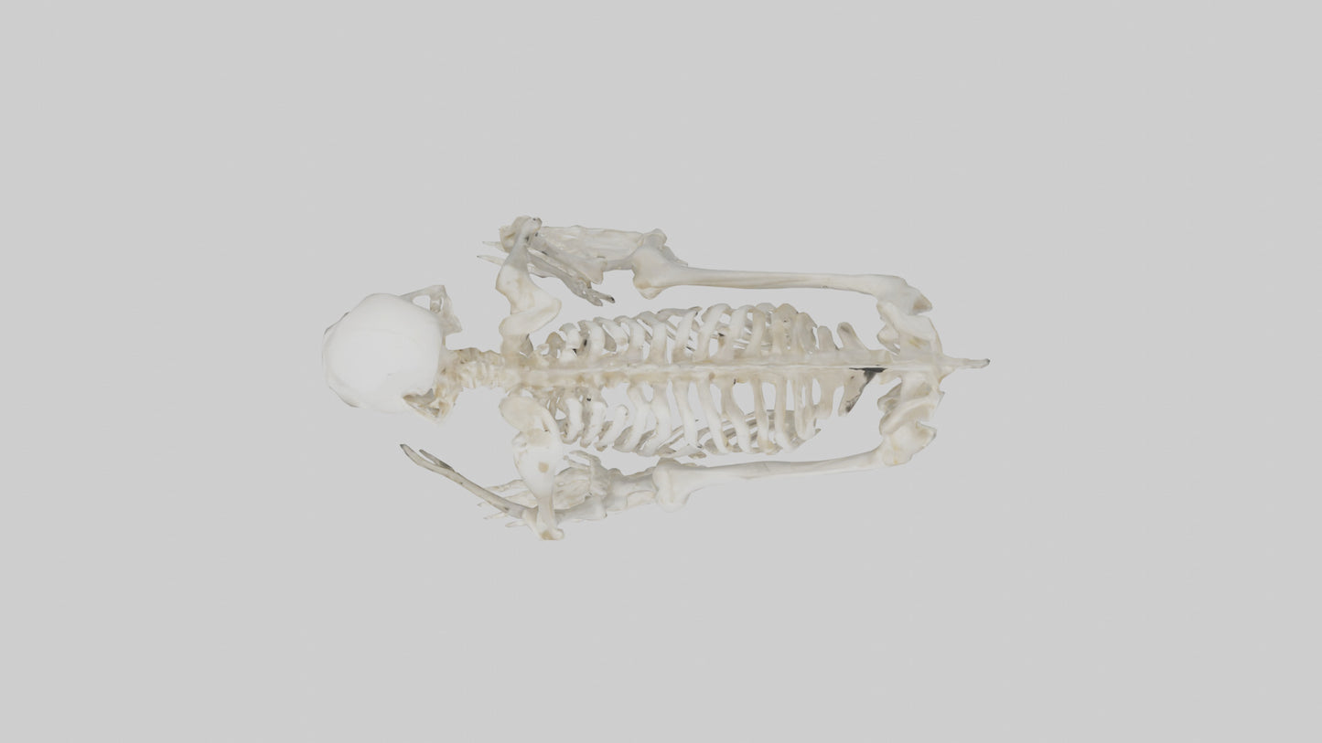 3D model Monkey Skeleton model VR / AR / low-poly