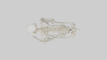 3D model Monkey Skeleton model VR / AR / low-poly