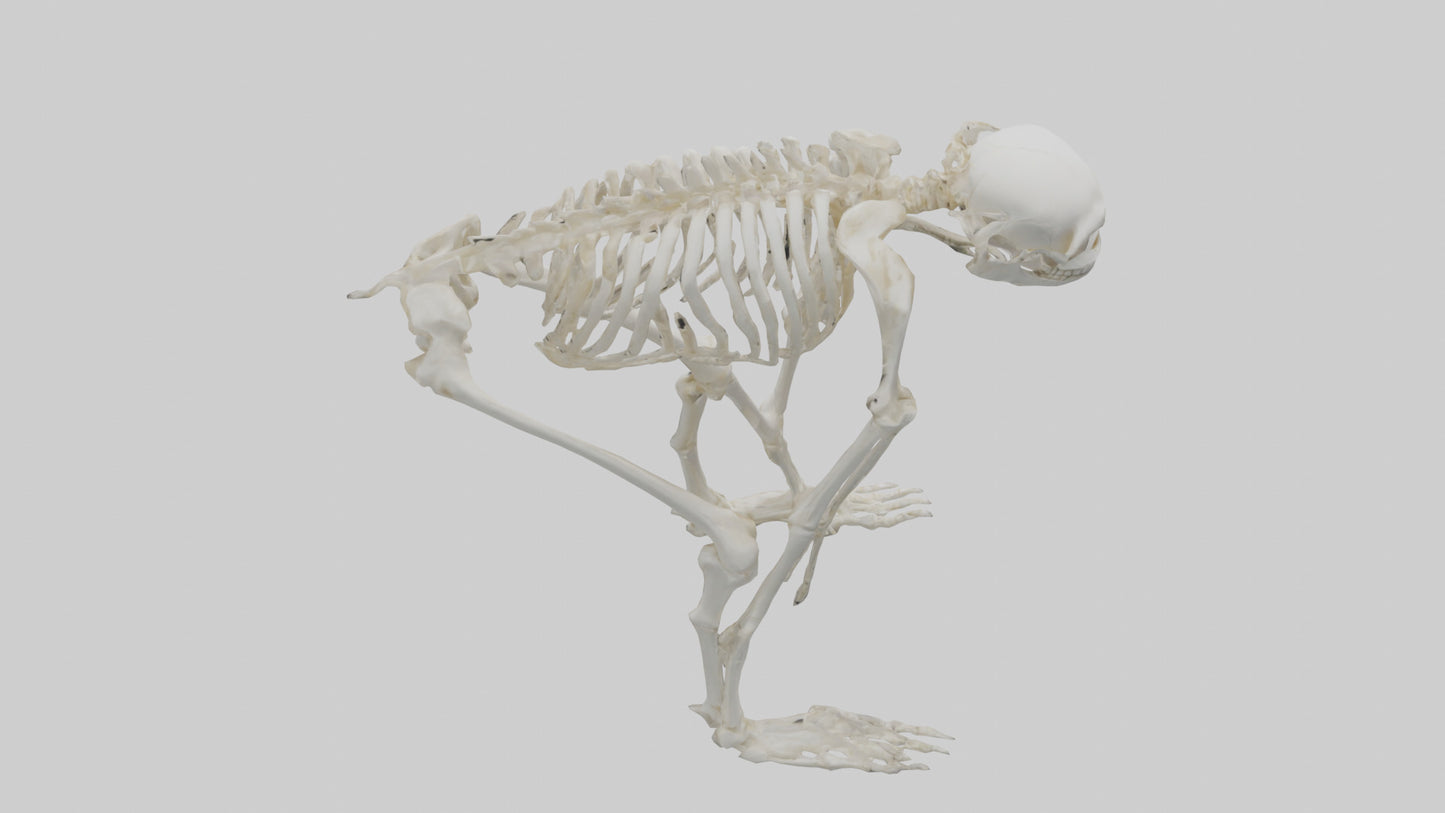 3D model Monkey Skeleton model VR / AR / low-poly