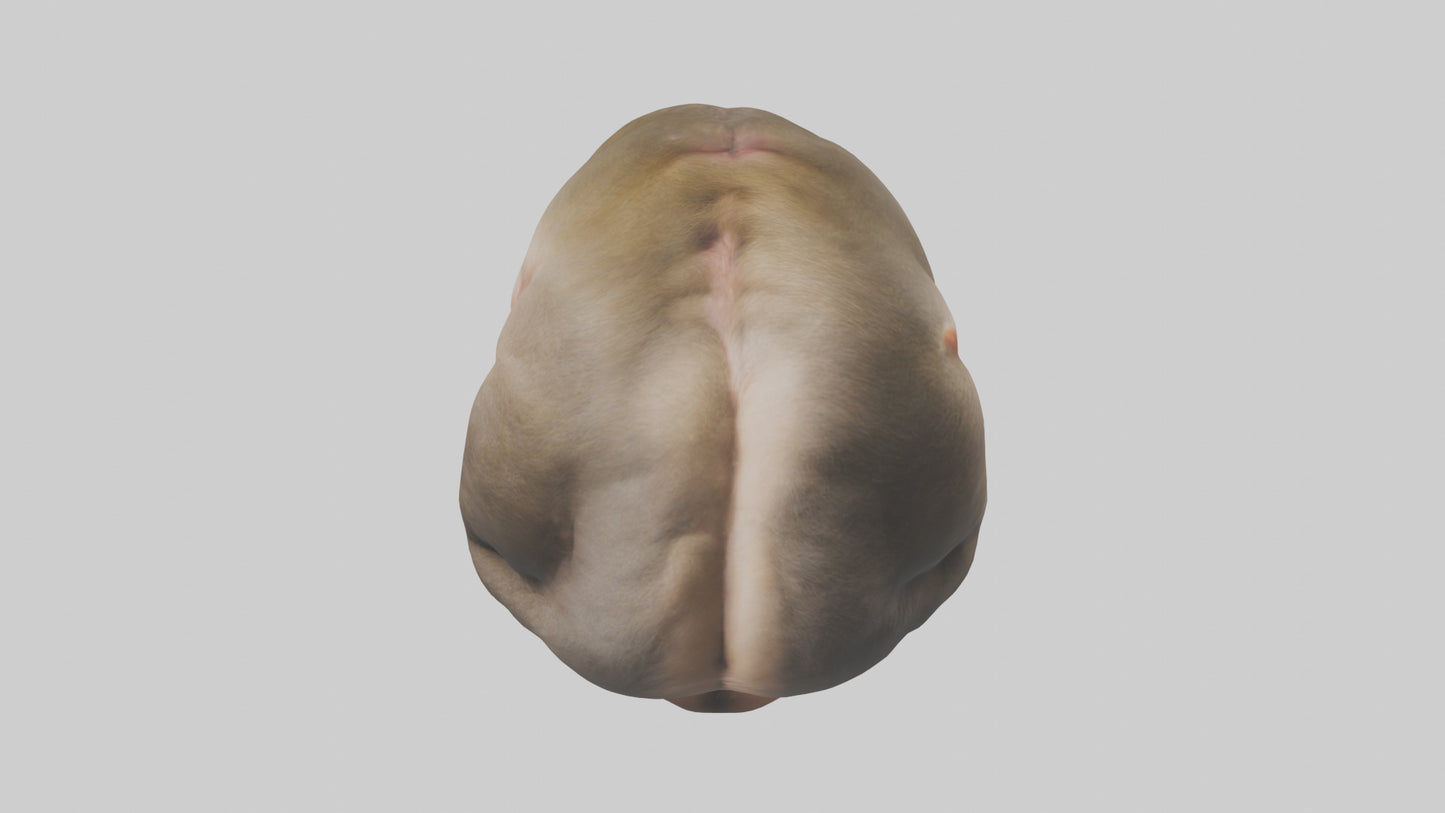 Monkey Stomach 3D model