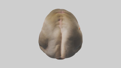 Monkey Stomach 3D model