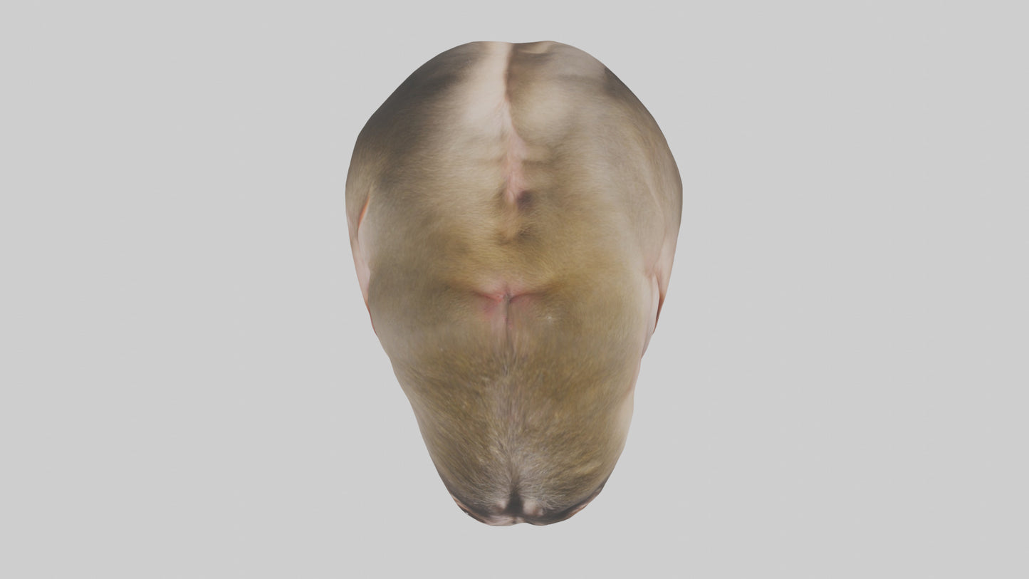 Monkey Stomach 3D model