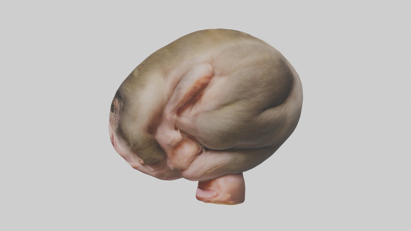 Monkey Stomach 3D model