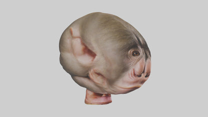 Monkey Stomach 3D model