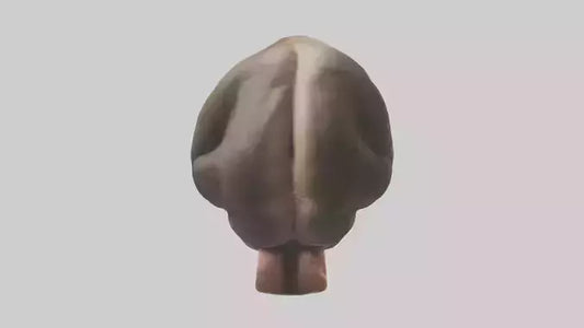 Monkey Stomach 3D model