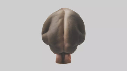 Monkey Stomach 3D model