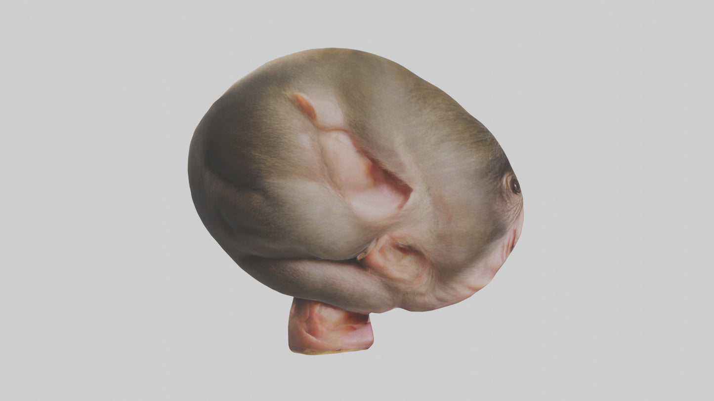 Monkey Stomach 3D model