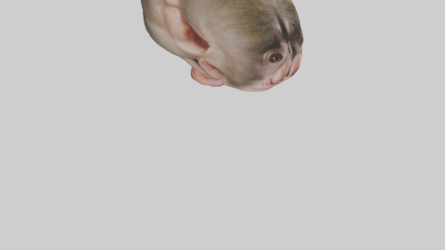 Monkey Stomach 3D model