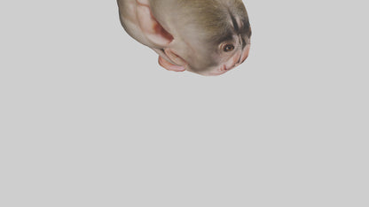 Monkey Stomach 3D model