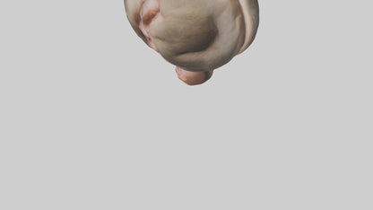 Monkey Stomach 3D model