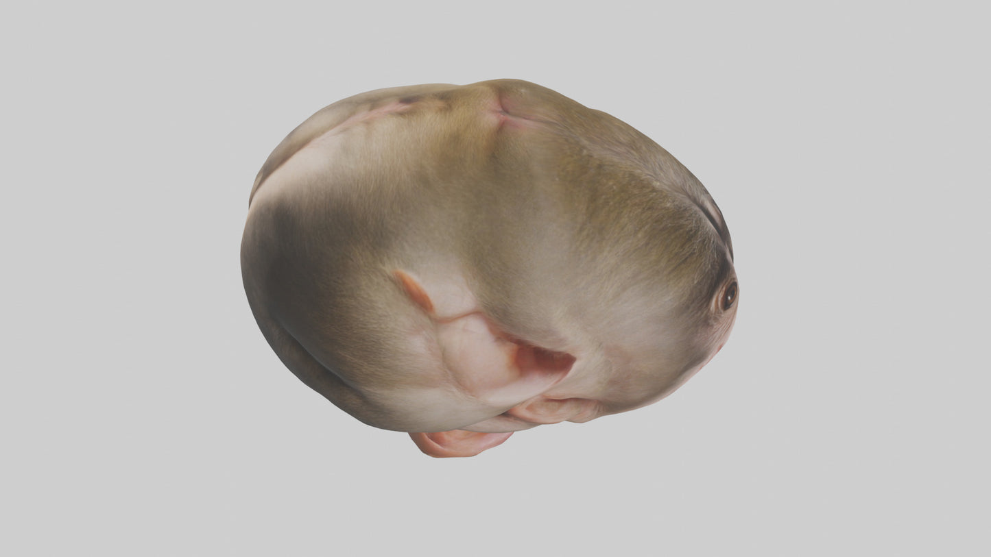 Monkey Stomach 3D model