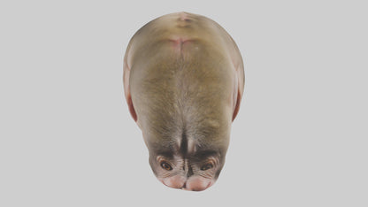 Monkey Stomach 3D model