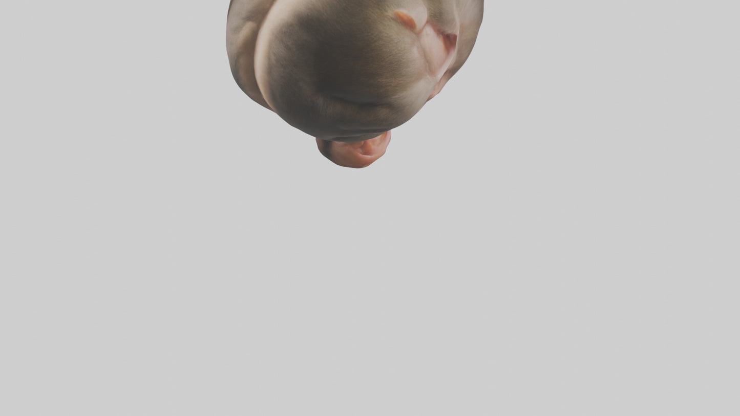 Monkey Stomach 3D model