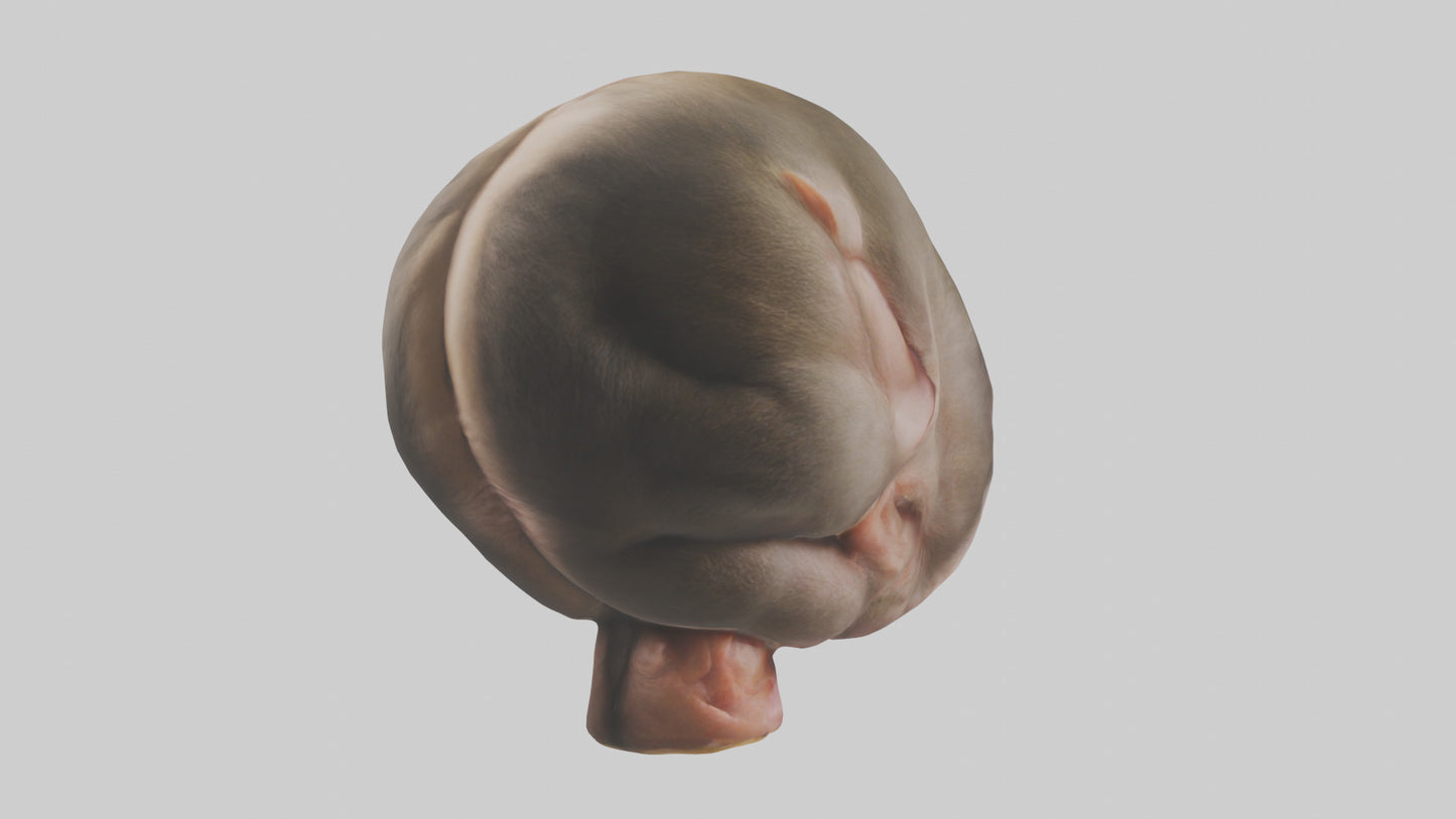 Monkey Stomach 3D model