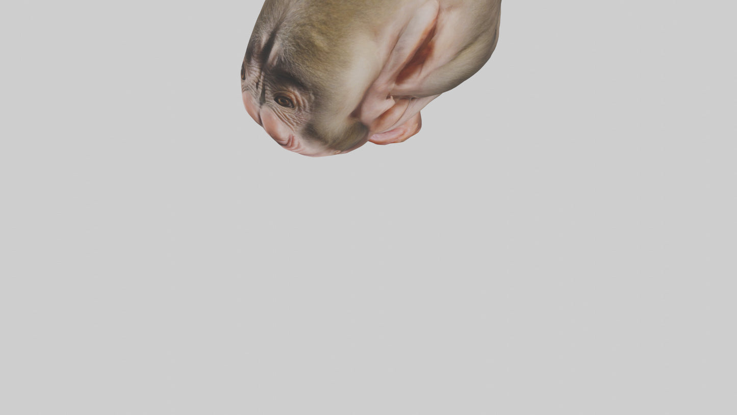 Monkey Stomach 3D model