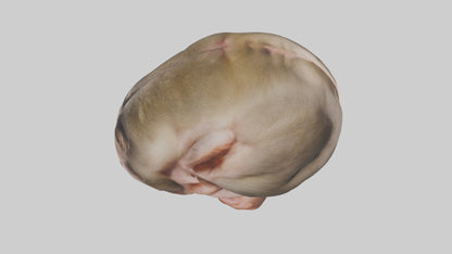 Monkey Stomach 3D model