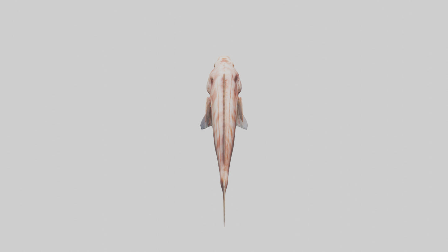 Monkfish lying on seabed model 3D model