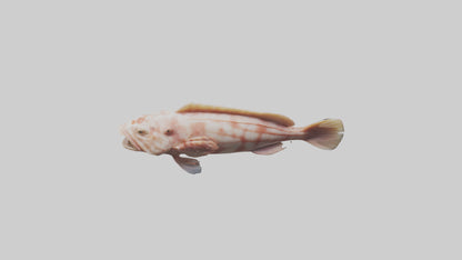 Monkfish lying on seabed model 3D model