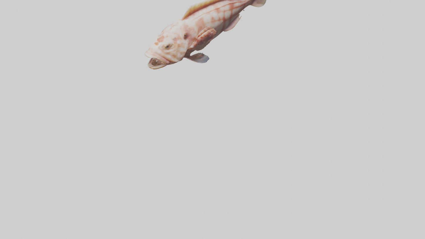 Monkfish lying on seabed model 3D model