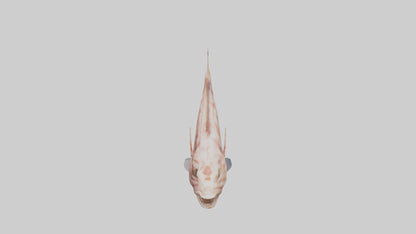Monkfish lying on seabed model 3D model