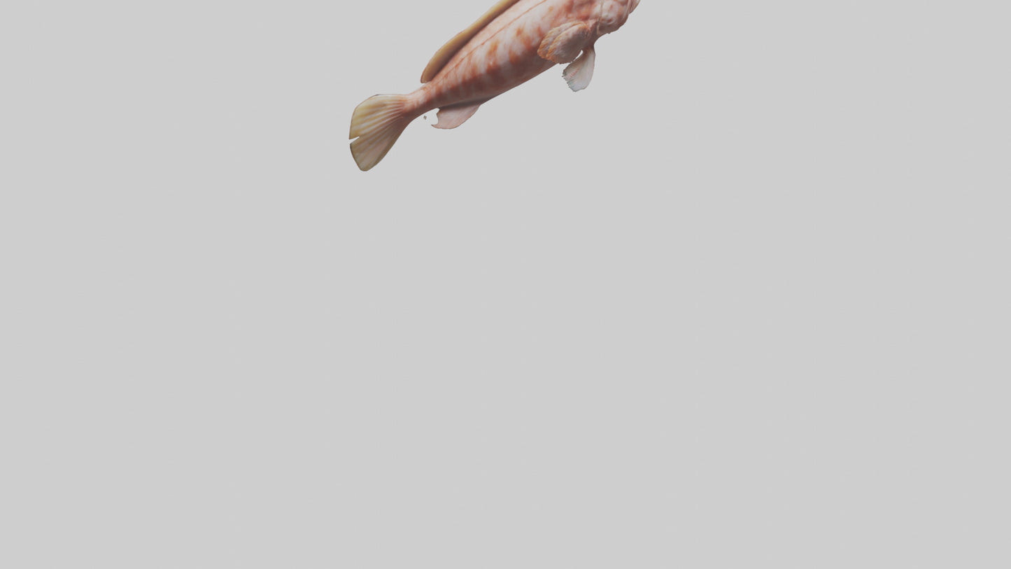 Monkfish lying on seabed model 3D model