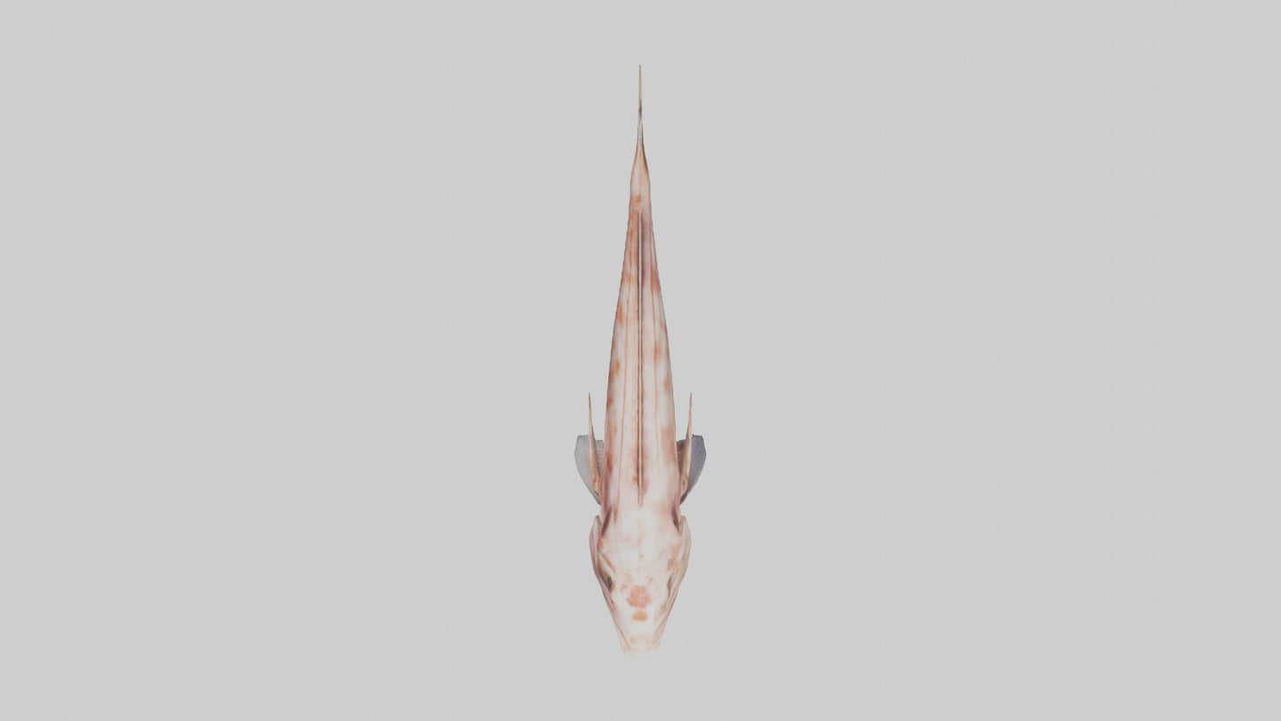 Monkfish lying on seabed model 3D model