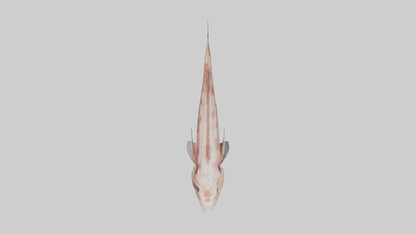 Monkfish lying on seabed model 3D model