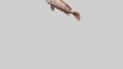 Monkfish lying on seabed model 3D model