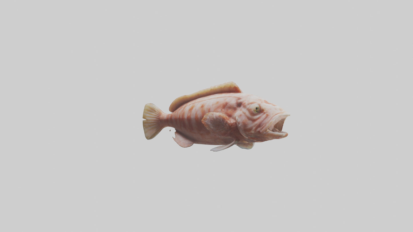 Monkfish lying on seabed model 3D model