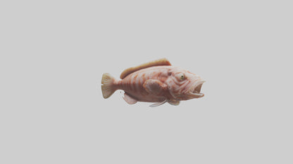 Monkfish lying on seabed model 3D model